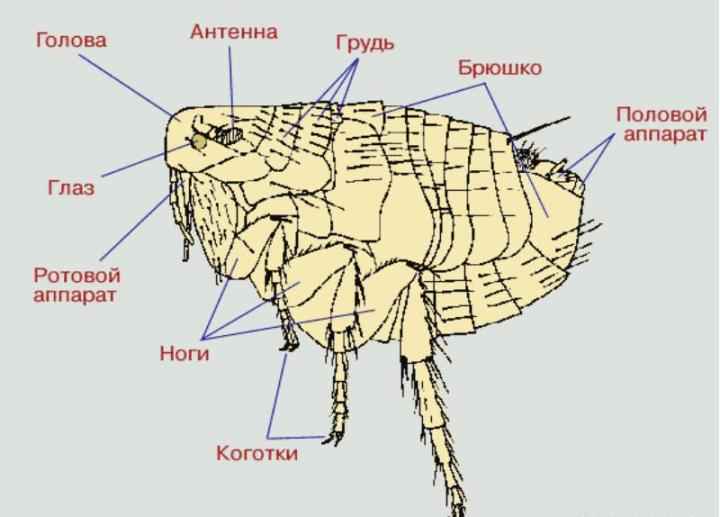 На фото описано строение блох